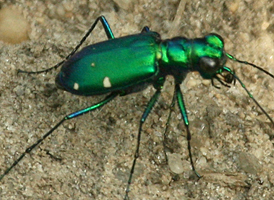 Six-spotted Tiger Beetle